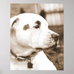 Poster chien pitbull sepia haine acte pas race
