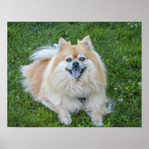 Poster Chien Pomeranian Sable Crème dans l'Herbe
