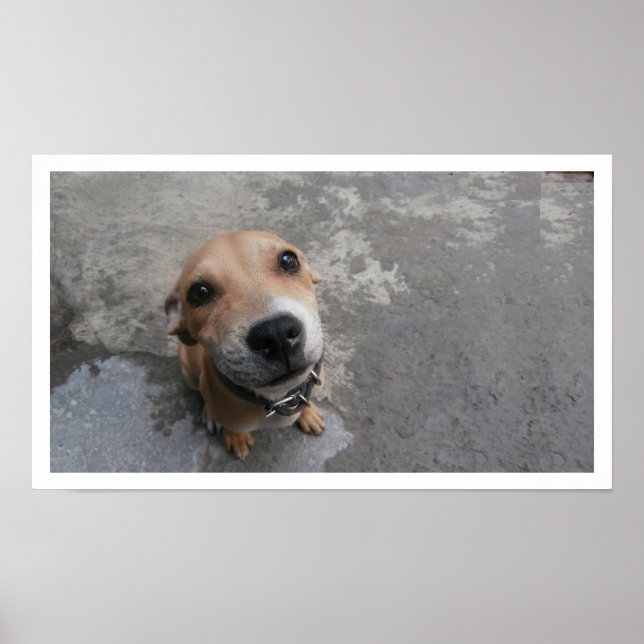 Poster Chien qui regarde vers le haut (Devant)