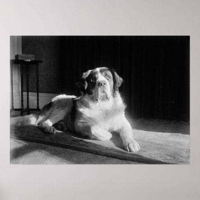 Poster Chien Saint-Bernard 1917 Vintage (Devant)