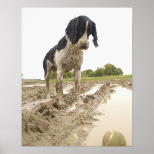 Poster Chien sale regardant la balle de tennis dans la