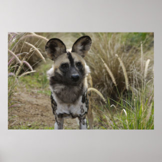 Poster Chien sauvage africain