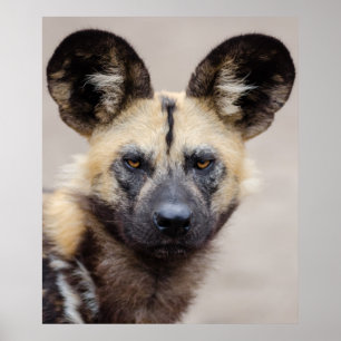 Poster Chien sauvage africain (Chien peint)