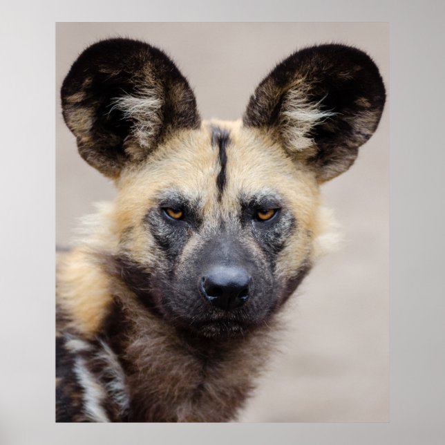 Poster Chien sauvage africain (Chien peint) (Devant)