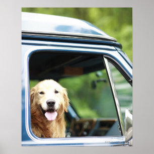 Poster Chien se reposant dans la voiture