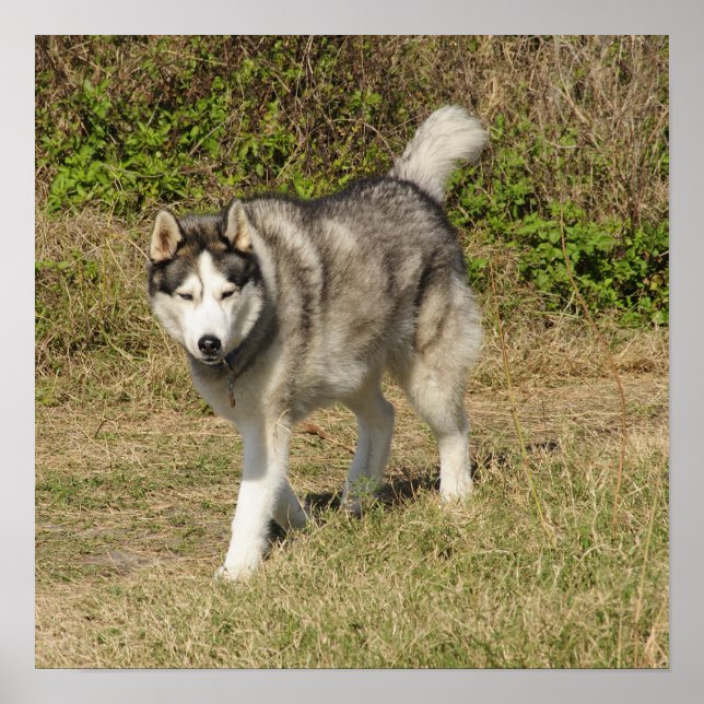 Poster Chien sibérien Husky (Devant)