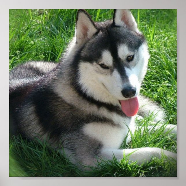 Poster Chien sibérien Husky (Devant)