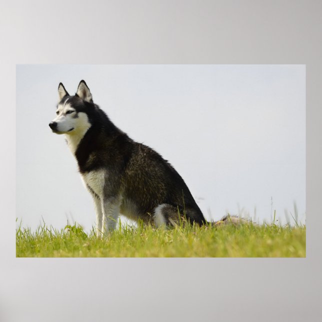 Poster Chien sibérien Husky, superbe photographie (Devant)
