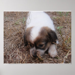 Poster Chien Snap