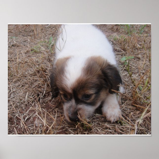 Poster Chien Snap (Devant)