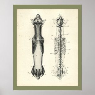 Poster Chien Squelette colonne vertébrale Muscles Anatomi