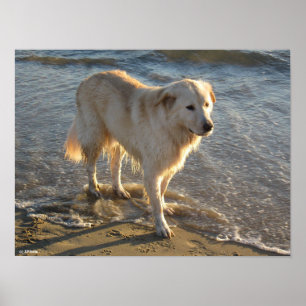 Poster Chien sur le rivage