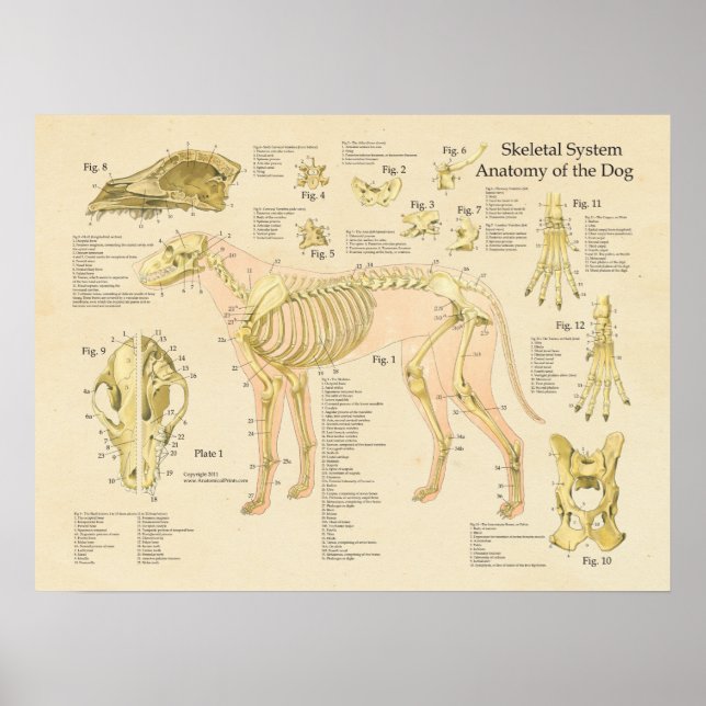 Poster Chien Système Skeletal Bones Anatomie Graphique (Devant)