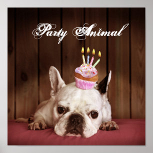 Poster Chien-taureau français avec Cupcake d'anniversaire