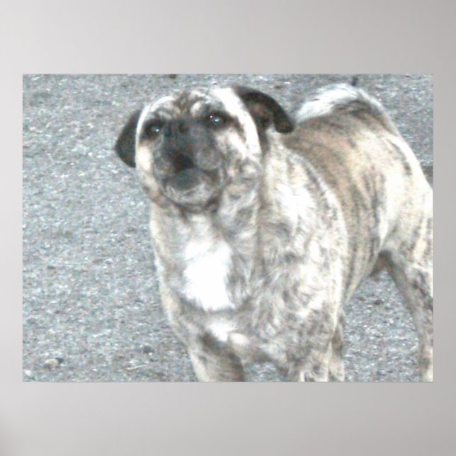 Poster Chien taureau qui aboie (Devant)