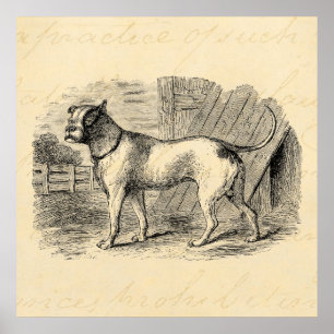Poster Chien taureau vintage des années 1800 - Chien