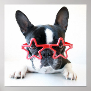 Poster Chien-taureaux Français Avec Lunettes Red Star