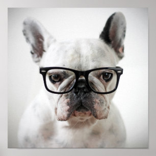 Poster Chien-taureaux français portant des lunettes d'oei