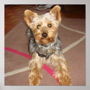 Poster chien "terrier de Yorkshire "