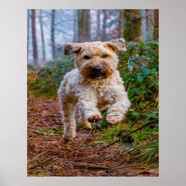 Poster Chien Terrier Wheaten. (Devant)