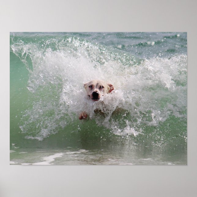 Poster Chien traversant Ocean Wave, Surf, Plage (Devant)