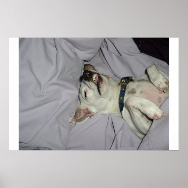 Poster Chien vampire (Devant)