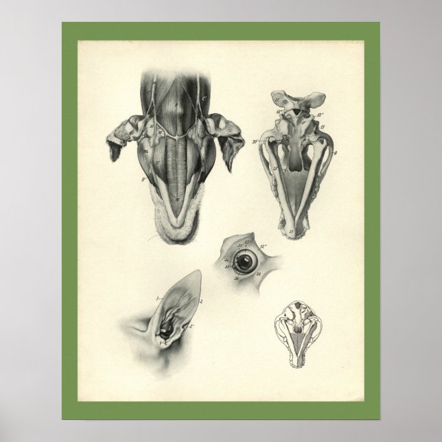 Poster Chien Vétérinaire Crâne Muscle Muscle Anatomie Imp (Devant)