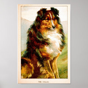 Poster Chien vintage de colley