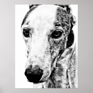 Poster Chien Whippet