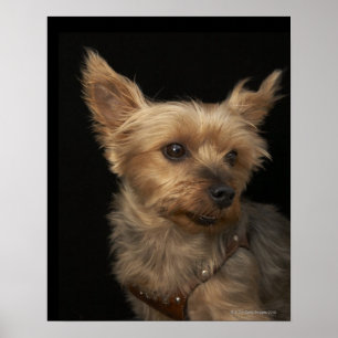 Poster Chien Yorkie aux cheveux courts en regardant à dro