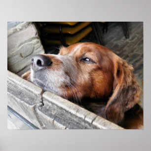 POSTER CHIENS