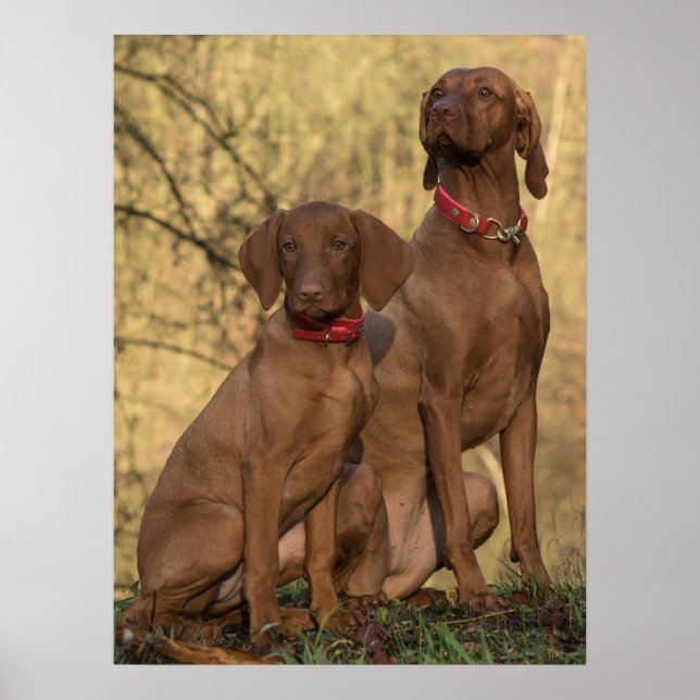 Poster Chiens à dos de Vizsla (Devant)
