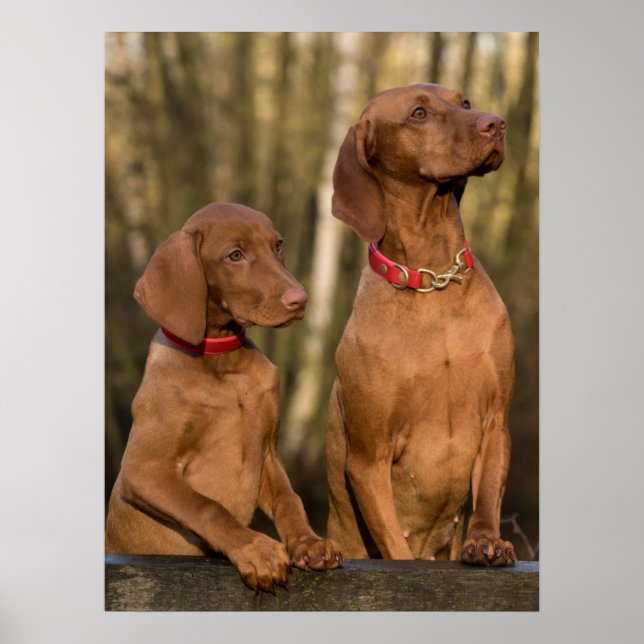 Poster Chiens à dos de Vizsla (Devant)