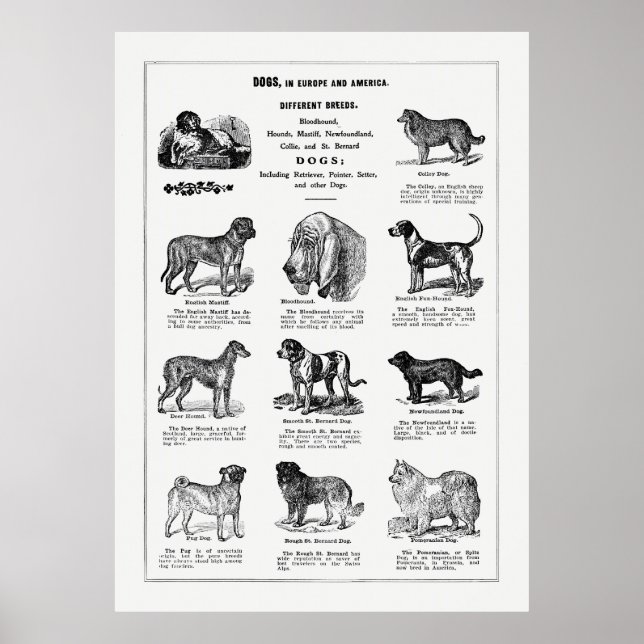 Poster Chiens de races (Devant)
