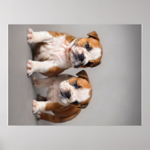 Poster Chiens de taupe anglais   Couple mou Bulldog