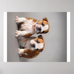 Poster Chiens de taupe anglais Couple mou Bulldog
