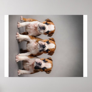 Poster Chiens de taupe mignons Cadeau Amoureux des chie
