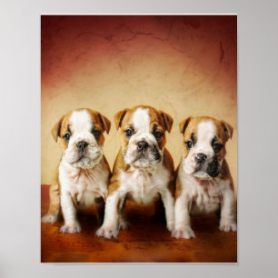 Poster Chiens de taureau anglais vraiment mignons