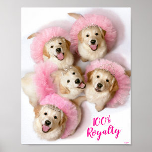 Poster Chiens de Tiaras
