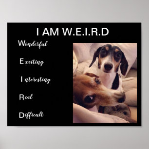 Poster Chiens de Weiner
