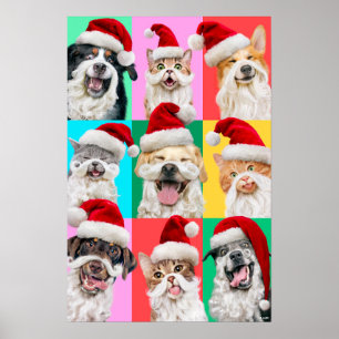 Poster Chiens et chats avec la barbe du Père Noël