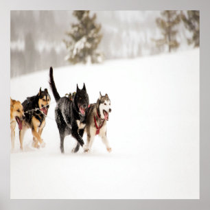 Poster Chiens husky de l'Alaska à la course dans la neige