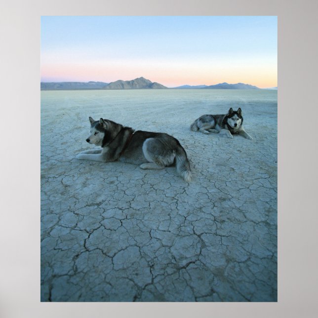 Poster Chiens Husky Sibériens, Réchauffement climatique (Devant)