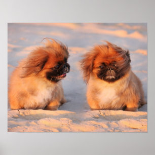 Poster Chiens Pekingese mignons