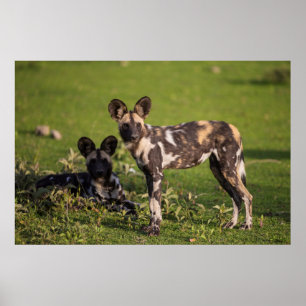 Poster Chiens sauvages africains en Tanzanie