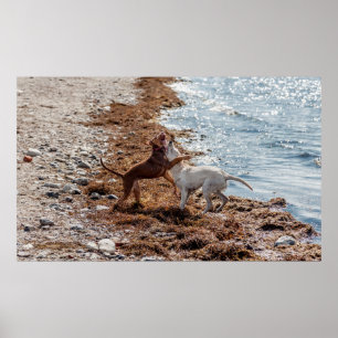 Poster Chiens sur la plage