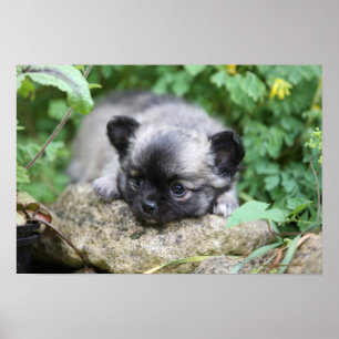 Poster Chihuahua