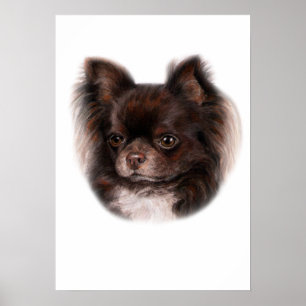 Poster Chihuahua
