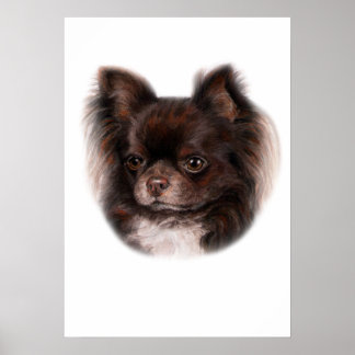 Poster Chihuahua