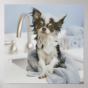 Poster Chihuahua Chiot Enveloppé Dans Une Serviette